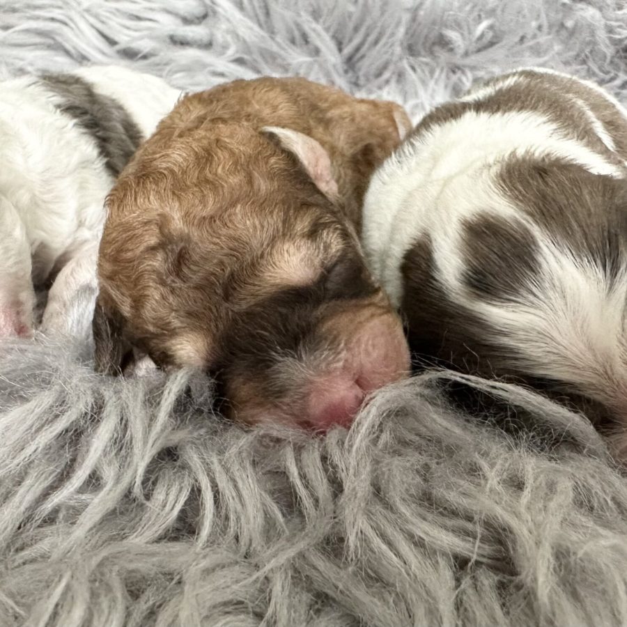 Mini whoodle puppies taking a nap.